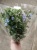 Оксипеталум блу срезка 9 шт https://corzinaflowers.ru/catalog/bukety_iz_tsvetov_fruktov_ovoshchey_i_dr/srezannye_tsvety/oksipetalum_srezka/5797/