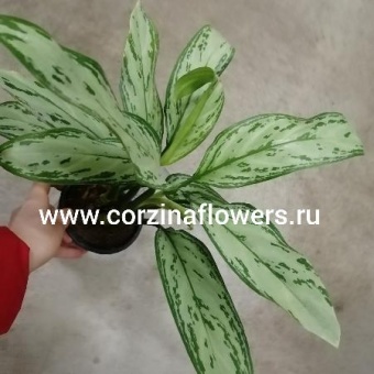Аглаонема Сильвер Квин 12 https://corzinaflowers.ru/catalog/komnatnye_rasteniya_i_tsvety/545/