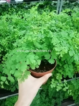 Адиантум фрагранс 12 https://corzinaflowers.ru/catalog/komnatnye_rasteniya_i_tsvety/303/