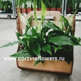 Спатифиллум шопен в кашпо Традишинал https://corzinaflowers.ru/catalog/komnatnye_rasteniya_i_tsvety/227/
