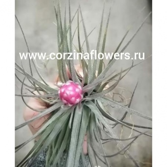 Тилландсия Коттон Кэнди Tillandsia Cotton Candy DZ1 https://corzinaflowers.ru/catalog/komnatnye_rasteniya_i_tsvety/198/