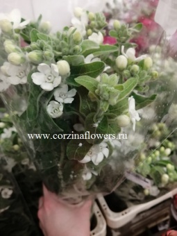 Оксипеталум белый срезка 9 60 https://corzinaflowers.ru/catalog/bukety_iz_tsvetov_fruktov_ovoshchey_i_dr/srezannye_tsvety/oksipetalum_srezka/846/